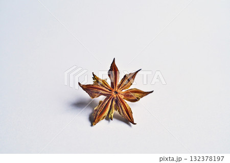 地面に落下後、5日乾燥したシキミの実(秋、十月) 地面に落下後、5日乾燥したシキミの実(秋、十月) 132378197