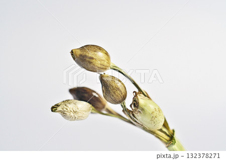 数珠玉の実（白背景）（秋、十月） 132378271