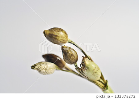 数珠玉の実（白背景）（秋、十月） 132378272