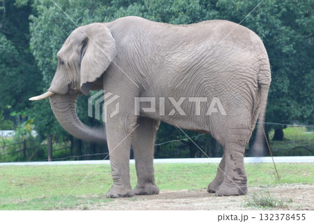 秋吉台サファリ 132378455