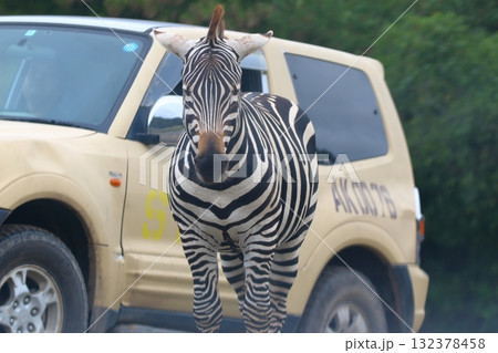 秋吉台サファリ 132378458