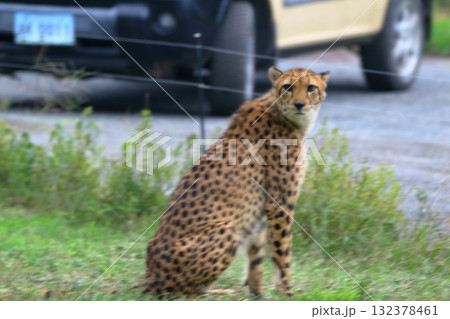 秋吉台サファリ 132378461