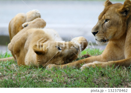 秋吉台サファリ 秋吉台サファリ 132378462