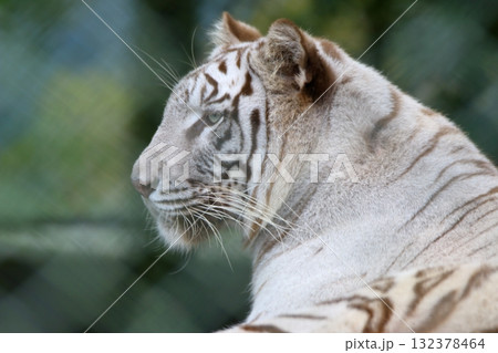 秋吉台サファリ 秋吉台サファリ 132378464