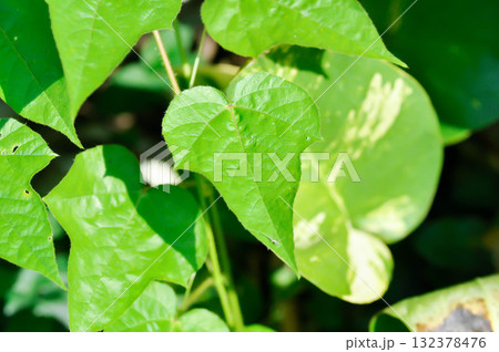 Fetid passionflower, foetida or Medthai, Passiflora  132378476