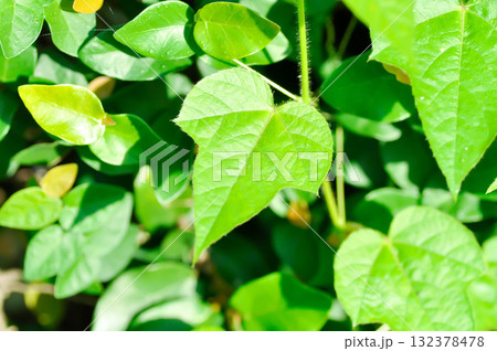 Fetid passionflower, foetida or Medthai, Passiflora 132378478
