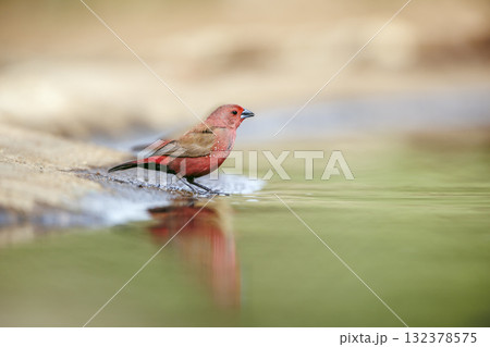 Jameson Firefinch in Greater Kruger National park, South Africa 132378575