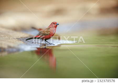 Jameson Firefinch in Greater Kruger National park, South Africa Jameson Firefinch in Greater Kruger National park, South Africa 132378576