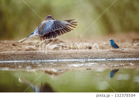 Laughing Dove in Greater Kruger National park, South Africa 132378584