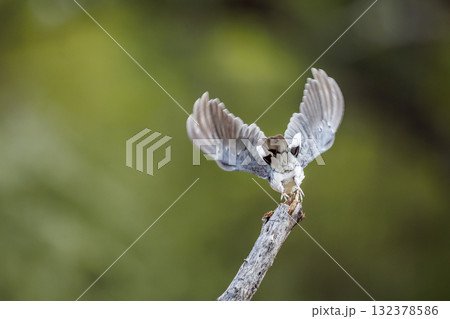 Laughing Dove in Greater Kruger National park, South Africa Laughing Dove in Greater Kruger National park, South Africa 132378586