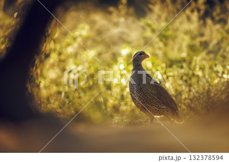 Natal francolin in Greater Kruger National park, South Africa Natal francolin in Greater Kruger National park, South Africa 132378594