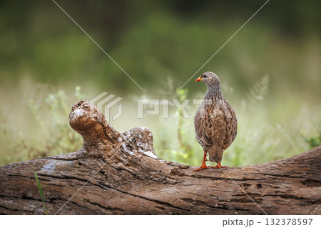 Natal francolin in Greater Kruger National park, South Africa Natal francolin in Greater Kruger National park, South Africa 132378597