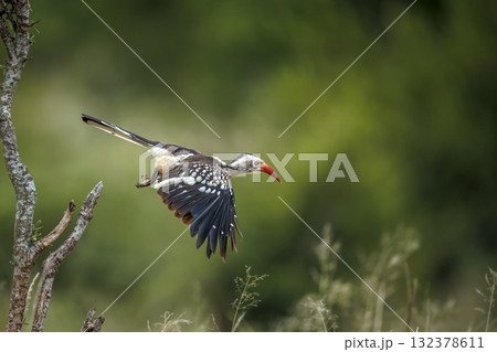 Southern Red billed Hornbill in Greater Kruger National park, South Africa 132378611