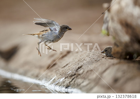 Southern Grey headed Sparrow in Greater Kruger National park, South Africa Southern Grey headed Sparrow in Greater Kruger National park, South Africa 132378618