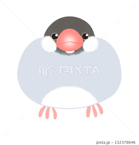 ノーマル文鳥 132378646