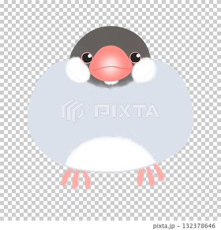 ノーマル文鳥 132378646