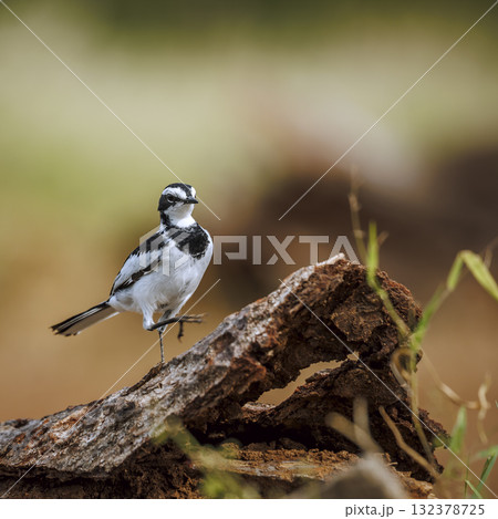 African Pied Wagtail in Greater Kruger National park, South Africa 132378725