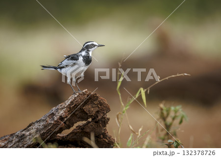 African Pied Wagtail in Greater Kruger National park, South Africa 132378726