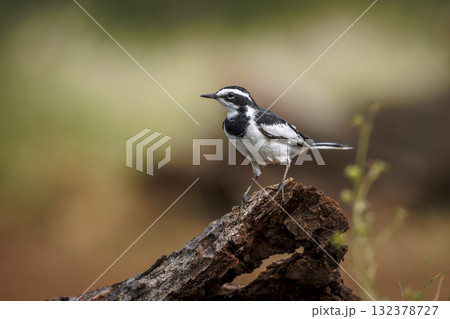African Pied Wagtail in Greater Kruger National park, South Africa African Pied Wagtail in Greater Kruger National park, South Africa 132378727