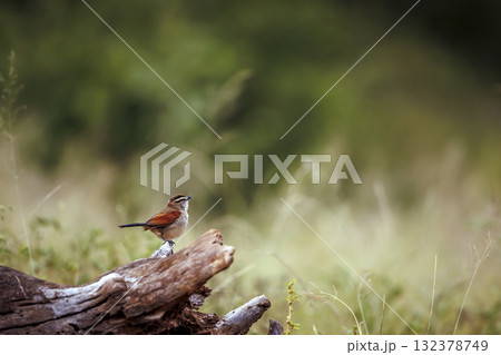 Brown crowned Tchagra in Greater Kruger National park, South Africa 132378749