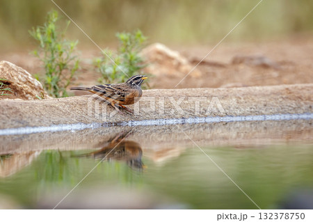 Brown crowned Tchagra in Greater Kruger National park, South Africa 132378750