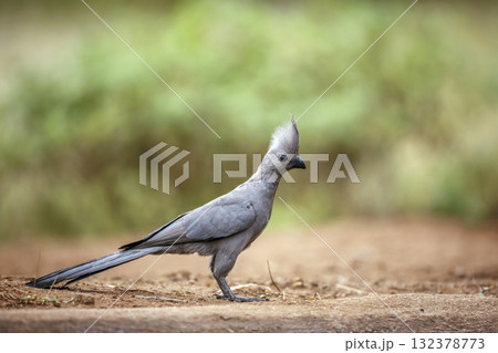 Grey go away bird in Greater Kruger National park, South Africa Grey go away bird in Greater Kruger National park, South Africa 132378773