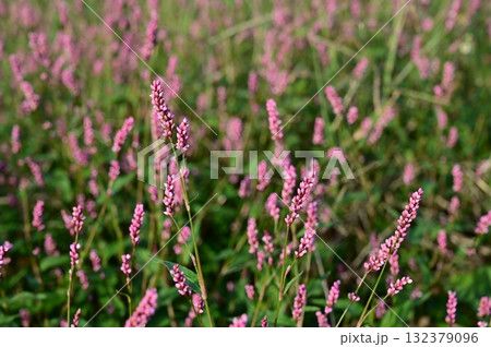 イヌタデ(タデ科)イヌタデ属ミチヤナギ亜科 イヌタデ(タデ科)イヌタデ属ミチヤナギ亜科 132379096