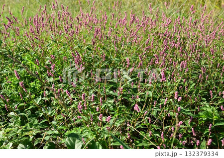 イヌタデ（タデ科）イヌタデ属ミチヤナギ亜科 132379334