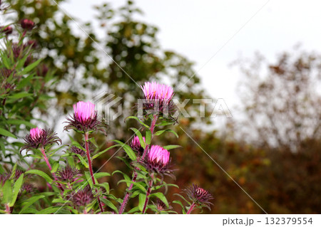 Closed pink aster flowers in a garden on a cloudy autumn day Closed pink aster flowers in a garden on a cloudy autumn day 132379554