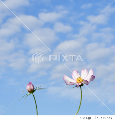 秋の青空に映えるコスモスの花　白い雲 132379725