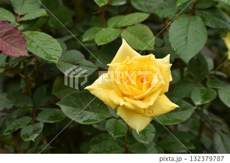 秋雨に濡れる黄色いバラ 秋雨に濡れる黄色いバラ 132379787