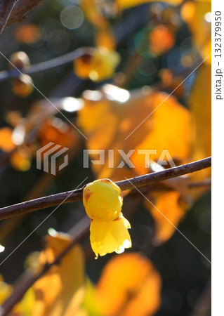 朝日に輝くロウバイ 132379950