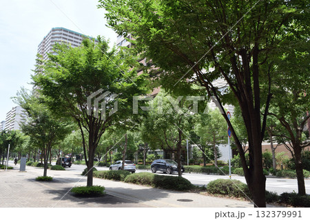 兵庫県 西宮北口駅南西口周辺の街路樹 132379991