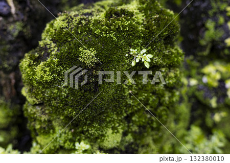 Close Up Of Moss, Rocks, And Aquatic Life, textured photography showing harmony between water and nature, ideal for creative design, environmental projects, and advertising media. Close Up Of Moss, Rocks, And Aquatic Life, textured photography showing harmony between water and nature, ideal for creative design, environmental projects, and advertising media. 132380010