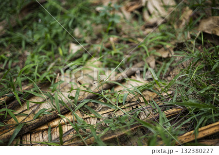 Dragonfly Perched on Grass Stem, a detailed macro shot perfect for wildlife ads, nature campaigns, and educational documentary visuals. 132380227