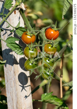 Red and green cherry tomatoes growing in ecological garden on wooden stake with biodegradable link Red and green cherry tomatoes growing in ecological garden on wooden stake with biodegradable link 132380275