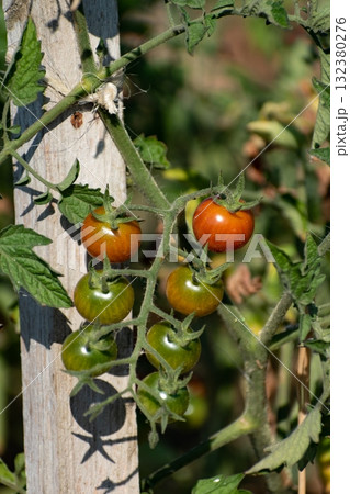 Red and green cherry tomatoes growing in ecological garden on wooden stake with biodegradable link Red and green cherry tomatoes growing in ecological garden on wooden stake with biodegradable link 132380276