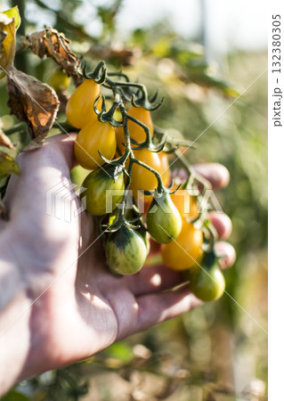 Hand holding yellow pear cherry tomatoes in eco garden. Lycopersicon esculentum var. cerasiforme 132380305