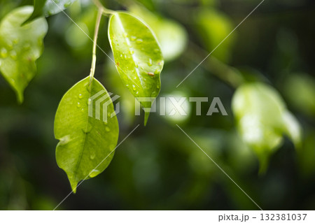 Fresh Thai Ficus Leaves With Water Droplets After Rain, Lush Thai ficus leaves gleam with water droplets rain, sunlight each bead, perfect for a nature photography or tropical freshness showcase. Fresh Thai Ficus Leaves With Water Droplets After Rain, Lush Thai ficus leaves gleam with water droplets rain, sunlight each bead, perfect for a nature photography or tropical freshness showcase. 132381037
