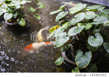 Beautiful Outdoor Decor For Backyard, Charming outdoor decor brightens a backyard with lush greenery and soft glows, offering peace, great for a touching photo or a nature-inspired visual promotion. 132381552