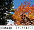 青空に映える紅葉 132381592