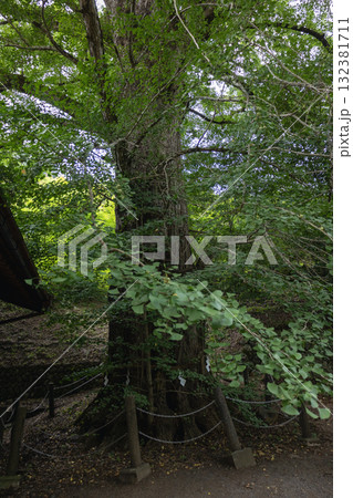 奈良県／天河大弁財天 来迎院の大銀杏の木（2025年8月28日撮影） 132381711