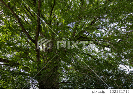 奈良県/天河大弁財天 来迎院の大銀杏の木(2025年8月28日撮影) 奈良県/天河大弁財天 来迎院の大銀杏の木(2025年8月28日撮影) 132381713