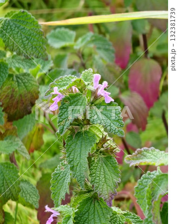 The black ferret, Ballota nigra is an annual herbaceous plant of the Lamium family. It is native to Mediterranean and Central Asia and is found throughout Europe. The black ferret, Ballota nigra is an annual herbaceous plant of the Lamium family. It is native to Mediterranean and Central Asia and is found throughout Europe. 132381739
