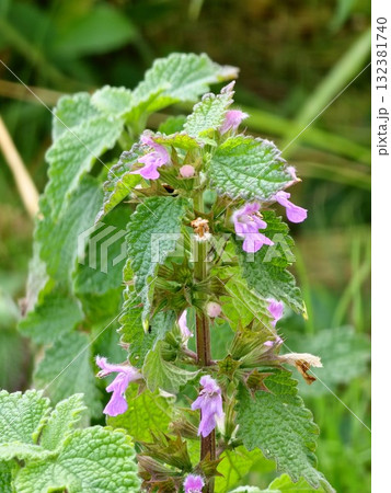 The black ferret, Ballota nigra is an annual herbaceous plant of Lamium family. It is native to Mediterranean and Central Asia and is found throughout Europe. The black ferret, Ballota nigra is an annual herbaceous plant of Lamium family. It is native to Mediterranean and Central Asia and is found throughout Europe. 132381740