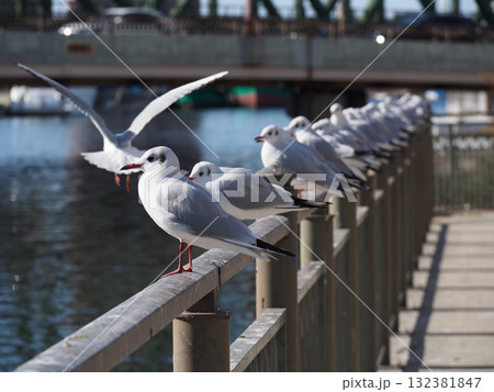 凛々しいカモメ隊長 132381847