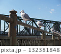 橋の欄干にとまるカモメ 132381848