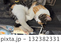 お昼寝するかわいい猫ちゃん 132382331