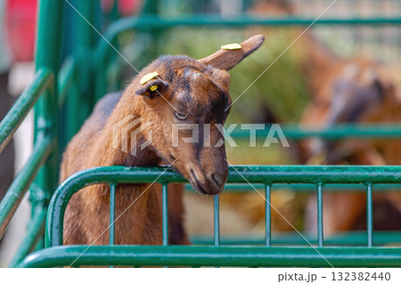 Brown Goat Fence Farm Brown Goat Fence Farm 132382440