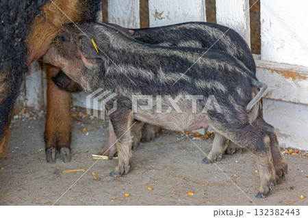 Mangalica Piglet Suckling Mangalica Piglet Suckling 132382443